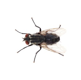 One common black fly on white background, top view