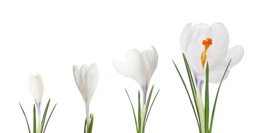 Beautiful spring crocus flowers on white background, banner design. Stages of growth