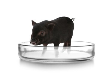 Small pig in Petri dish on white background. Cultured meat concept