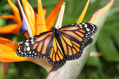 Beautiful monarch butterfly on flower in garden