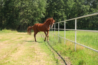 Photo of Chestnut horse in paddock on sunny day. Beautiful pet