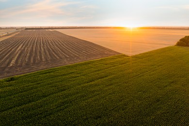 Aerial view of agricultural field at sunrise