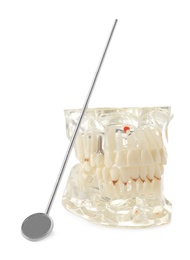 Educational model of oral cavity with teeth and mouth mirror on white background