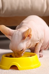 Cute Sphynx cat eating pet food from feeding bowl at home