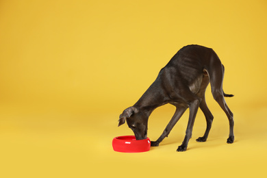 Italian Greyhound dog eating from bowl on yellow background. Space for text