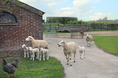Photo of Chicken, sheep and cute lambs in farmyard