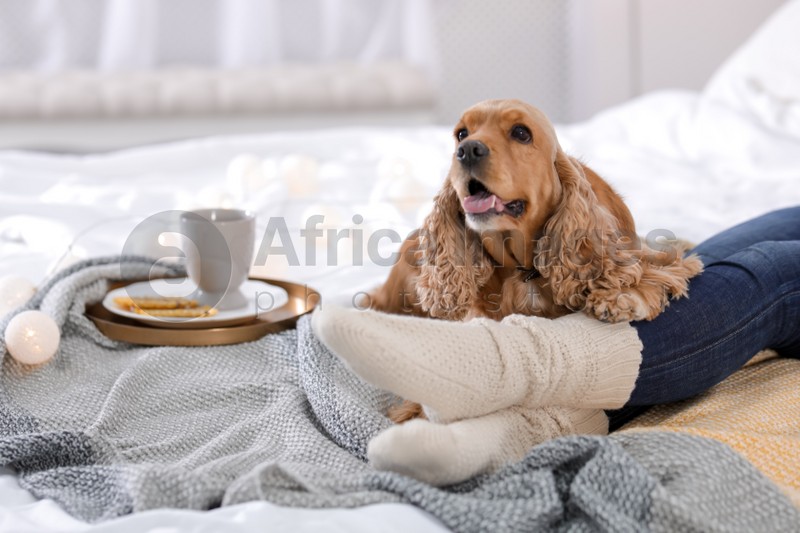 Photo of Cute Cocker Spaniel dog with warm blanket lying near owner on bed at home. Cozy winter
