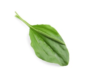 Green broadleaf plantain leaf and seeds on white background, top view