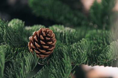 Closeup view of beautiful coniferous tree branch with cone on blurred background
