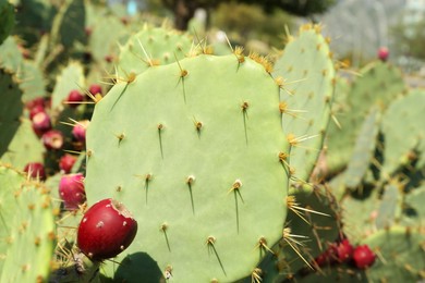 Beautiful prickly pear cacti growing outdoors on sunny day, closeup