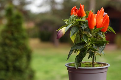 Capsicum Annuum plant. Potted rainbow multicolor chili peppers outdoors against blurred background, space for text