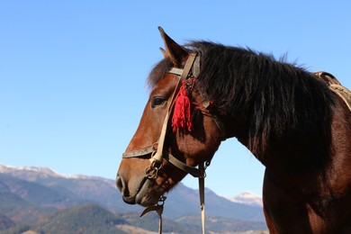 Photo of Beautiful horse in mountains on sunny day, space for text. Lovely pet