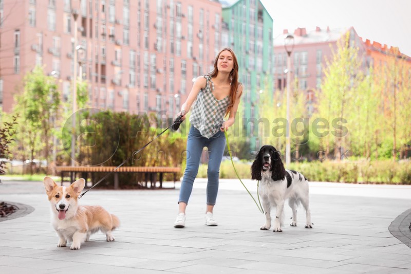 Photo of Woman walking Pembroke Welsh Corgi and English Springer Spaniel dogs outdoors