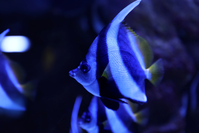 Beautiful Moorish idol fish in clear aquarium water
