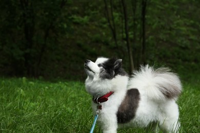 Cute fluffy Pomeranian dog walking in park, space for text