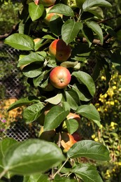 Fresh and ripe apples on tree branch in garden
