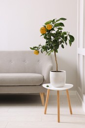 Idea for minimalist interior design. Small potted bergamot tree with fruits on table in living room