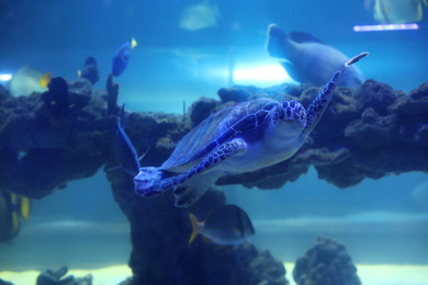 Beautiful turtle swimming in clear aquarium water