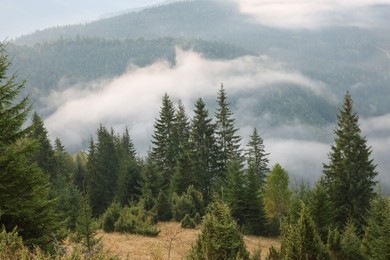 Picturesque view of mountain landscape with beautiful forest and fog patches