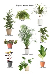 Set of popular house plants on white background