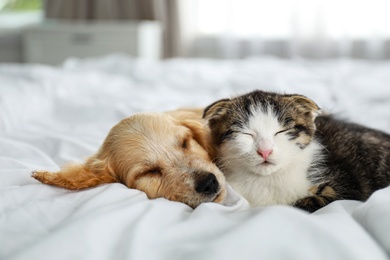 Adorable little kitten and puppy sleeping on bed indoors
