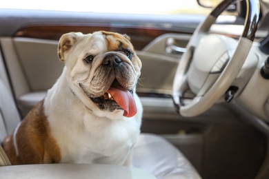 Photo of Adorable funny English bulldog inside modern car