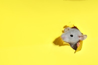 Cute rat looking through hole in yellow paper sheet, space for text