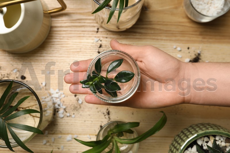 Woman holding house plant above wooden table, top view