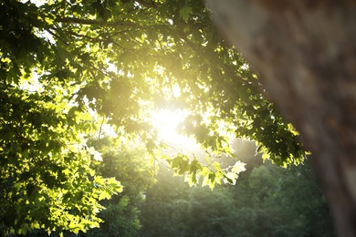 Photo of Beautiful tree with green leaves outdoors on sunny day
