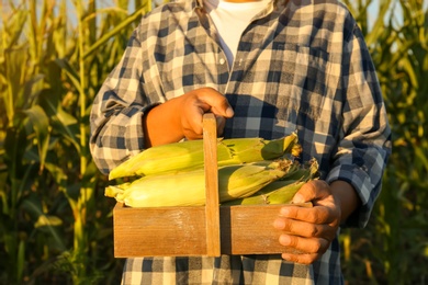 Man with crate of ripe corn cobs in field, closeup