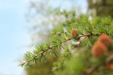 Pine tree branch with small cone against blurred background, closeup. Spring season