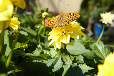 Beautiful butterfly on blooming yellow flower outdoors