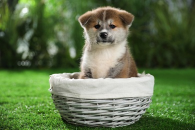 Cute Akita Inu puppy in wicker basket on green grass outdoors