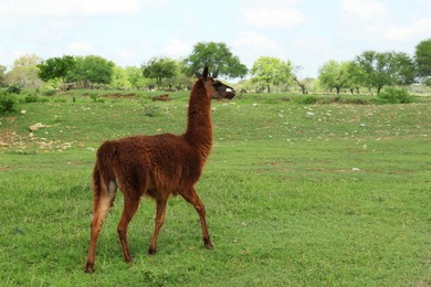 Beautiful fluffy llama on green grass in safari park