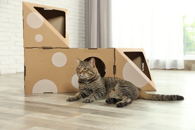 Photo of Cute tabby cat near cardboard house in room. Friendly pet