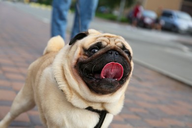 Photo of Cute pug on city street, closeup. Dog walking