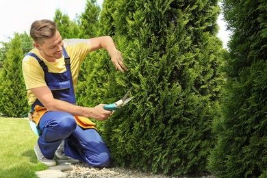 Photo of Man trimming bushes in garden on sunny day