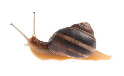 Common garden snail crawling on white background