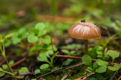 Mushroom growing in wilderness on autumn day, closeup