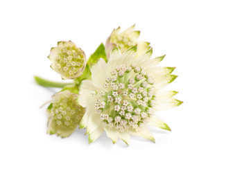 Beautiful fresh astrantia flowers isolated on white