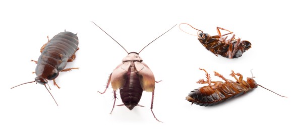 Group of brown cockroaches on white background, banner design. Pest control