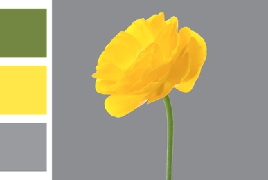 Color of the year 2021. Beautiful yellow ranunculus flower on grey background