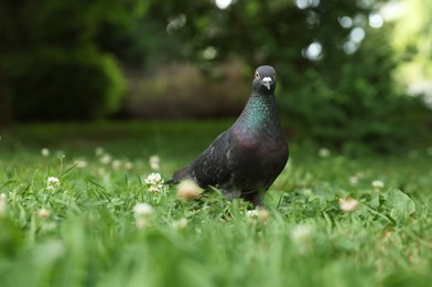 Beautiful dark dove on green grass outdoors, space for text