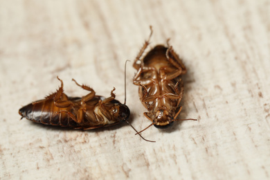 Dead brown cockroaches on white wooden background, closeup. Pest control