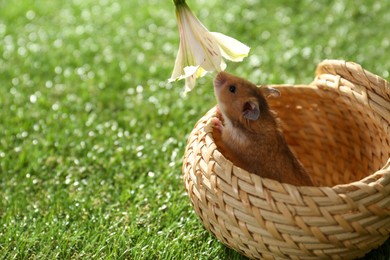Cute little hamster in wicker box smelling flower outdoors. Space for text