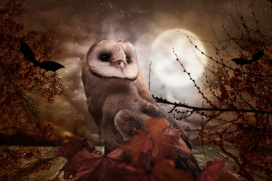 Owl in autumn forest with bats on full moon night