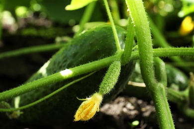 Green plant with unripe cucumber in garden