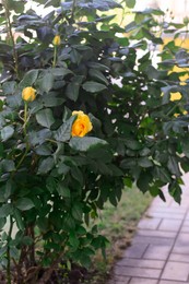 Beautiful blooming rose bush with yellow flowers outdoors