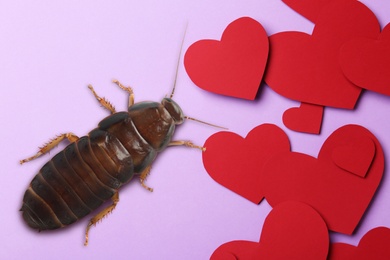 Valentine's Day Promotion Name Roach - QUIT BUGGING ME. Cockroach and paper hearts on lilac background, flat lay 