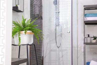 Beautiful houseplant near shower stall in bathroom interior. Idea for design